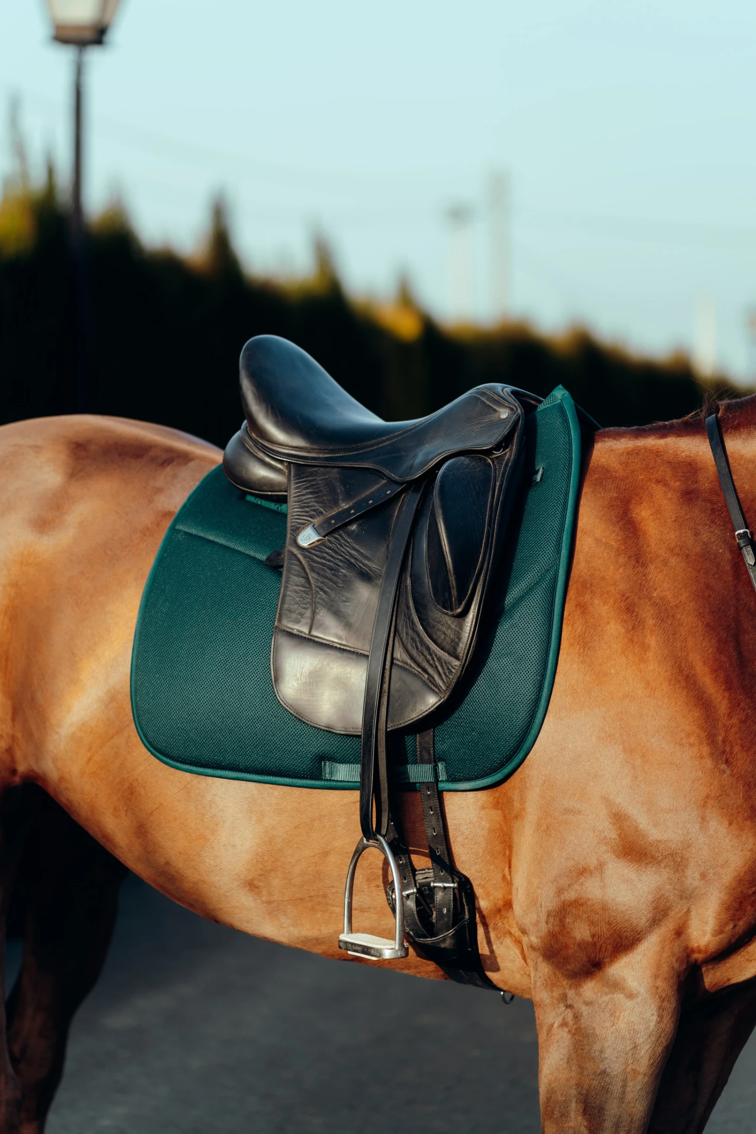 Horze Phoenix Dressurschabracke 14 Horze Phoenix Dressurschabracke – Bild 14