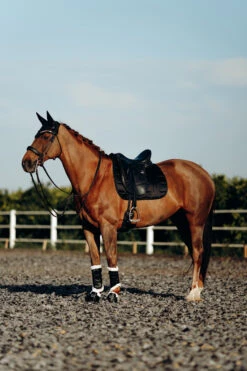 B Vertigo Drew Fliegenhaube -Back on Track Verkäufe 22931 BL 4