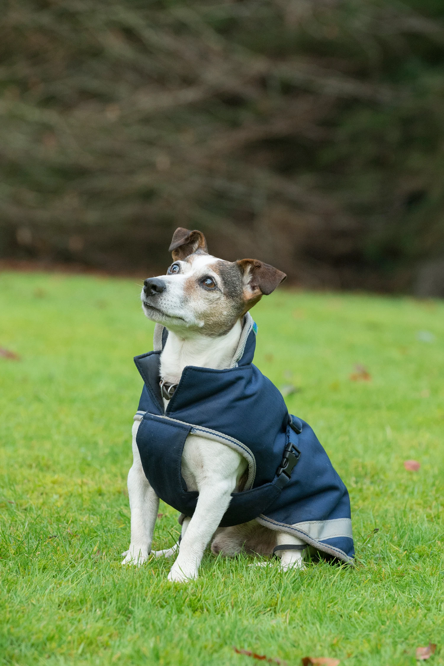 Bucas Freedom Hunde Decke, 300g 30-45 1 Bucas Freedom Hunde Decke, 300g 30-45