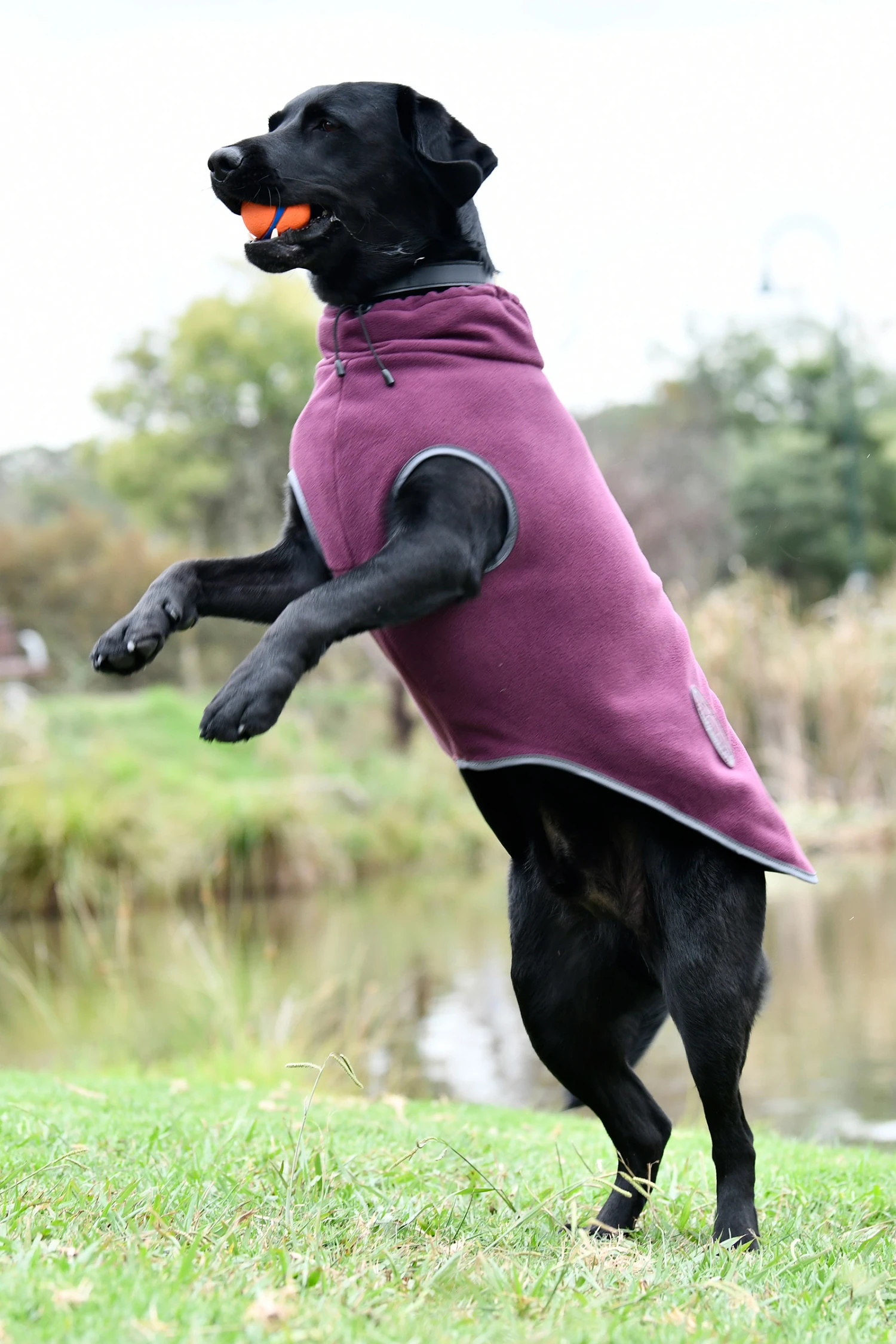 Weatherbeeta Comfitec Fleece Zip Hundemantel 3 Weatherbeeta Comfitec Fleece Zip Hundemantel – Bild 3