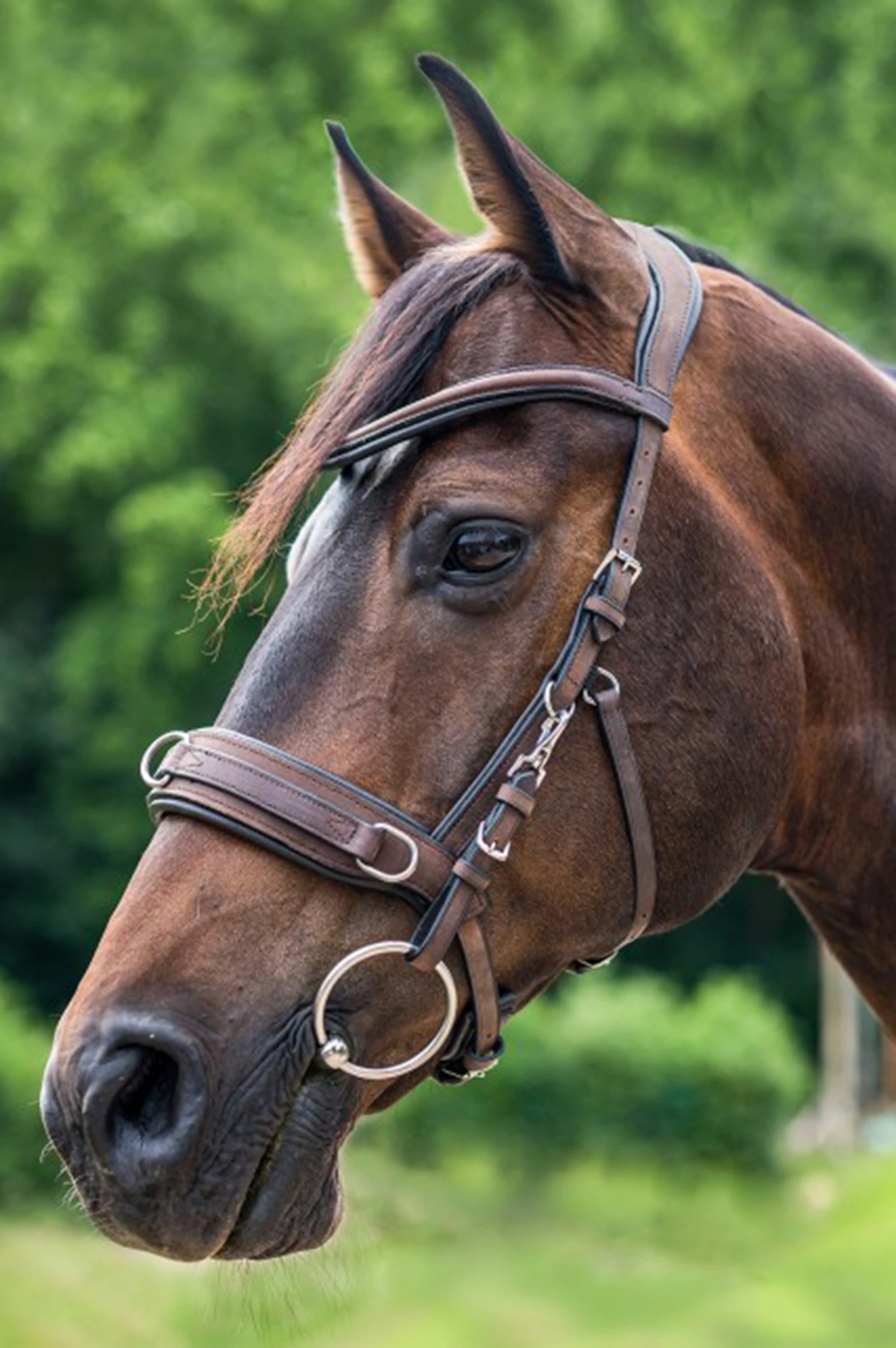 Waldhausen Anatomic Lederkappzaum 3 Waldhausen Anatomic Lederkappzaum – Bild 3