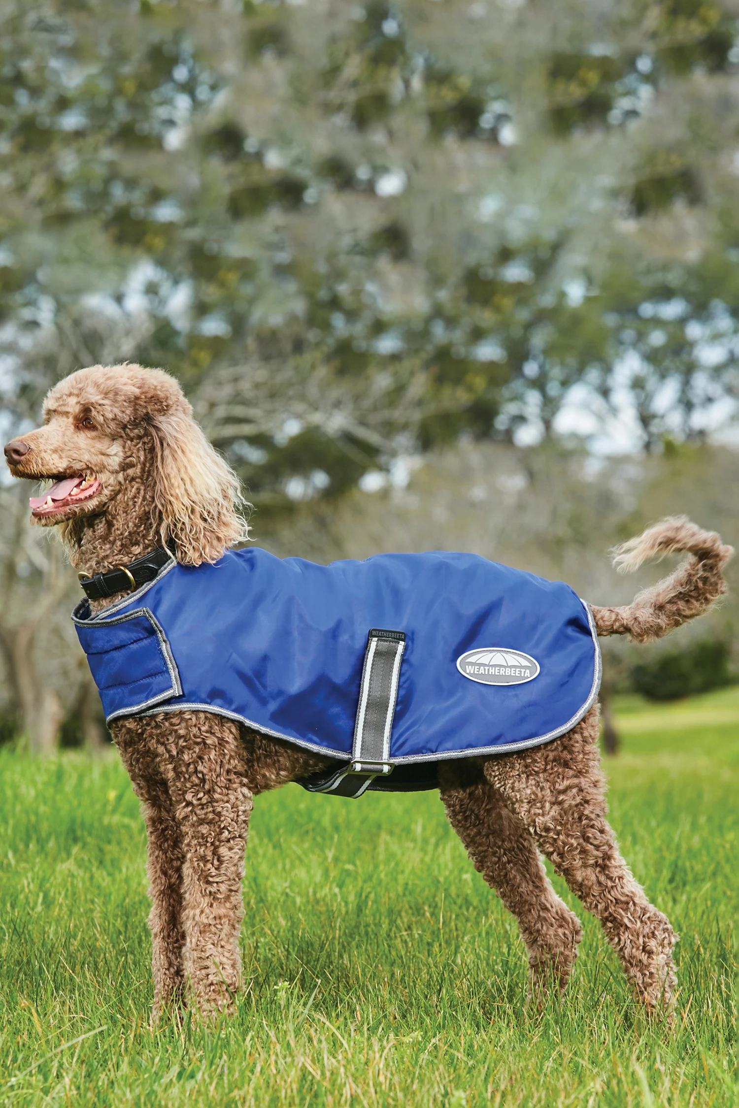 Weatherbeeta Comfitec Windbreaker Free Hundemantel 1 Weatherbeeta Comfitec Windbreaker Free Hundemantel