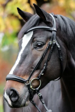 Kavalkade Proline Anna Hannoveranische Trense