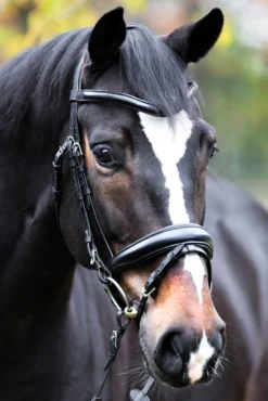 Kavalkade Proline Astrid Trense