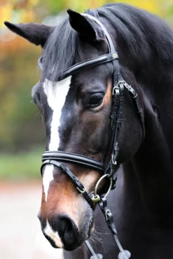 Kavalkade Proline William Trense