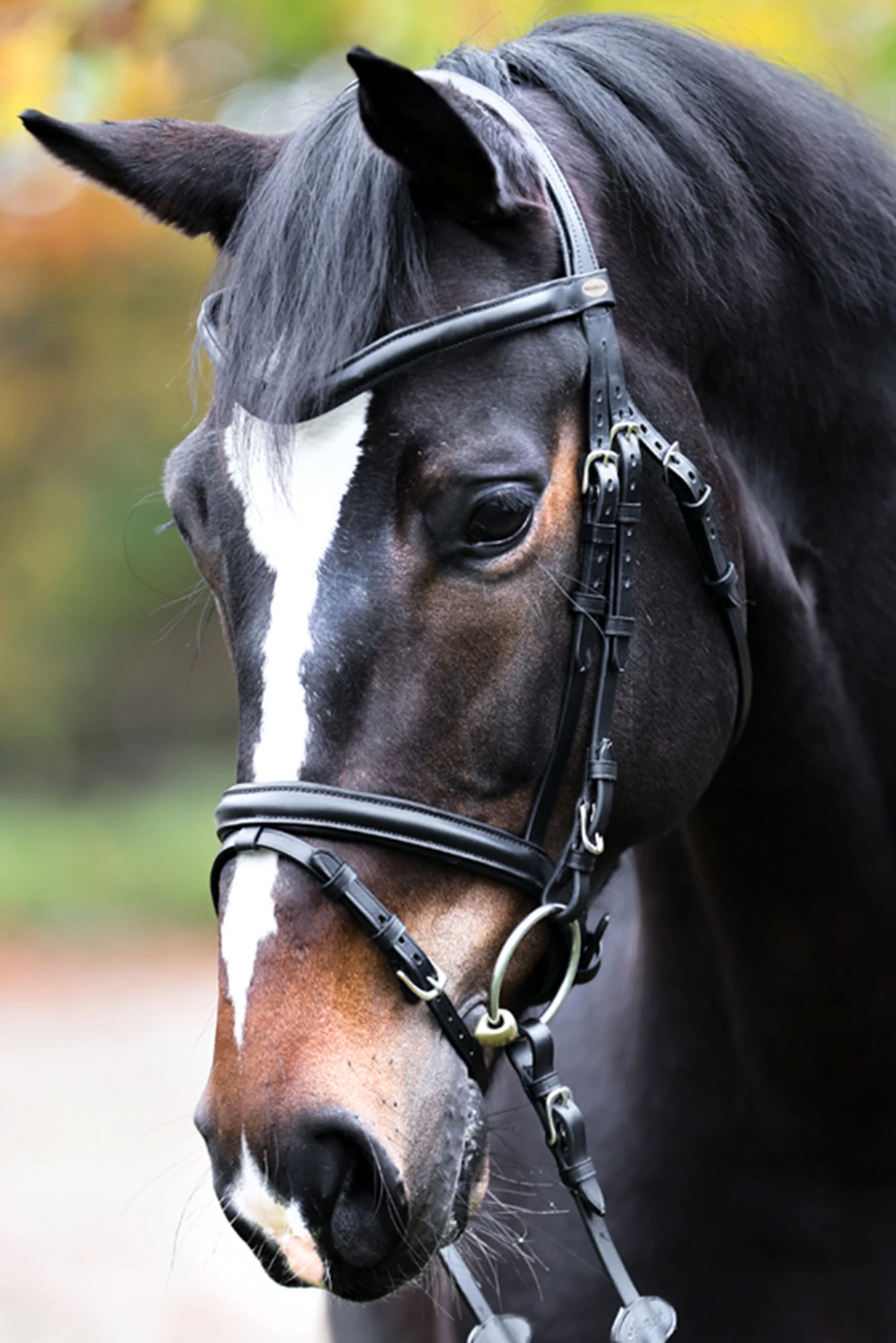 Kavalkade Proline William Trense 1 Kavalkade Proline William Trense