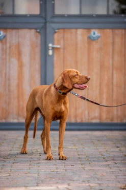 Horze Polo Hundeleine -Back on Track Verkäufe D1214 msre rrbr 04