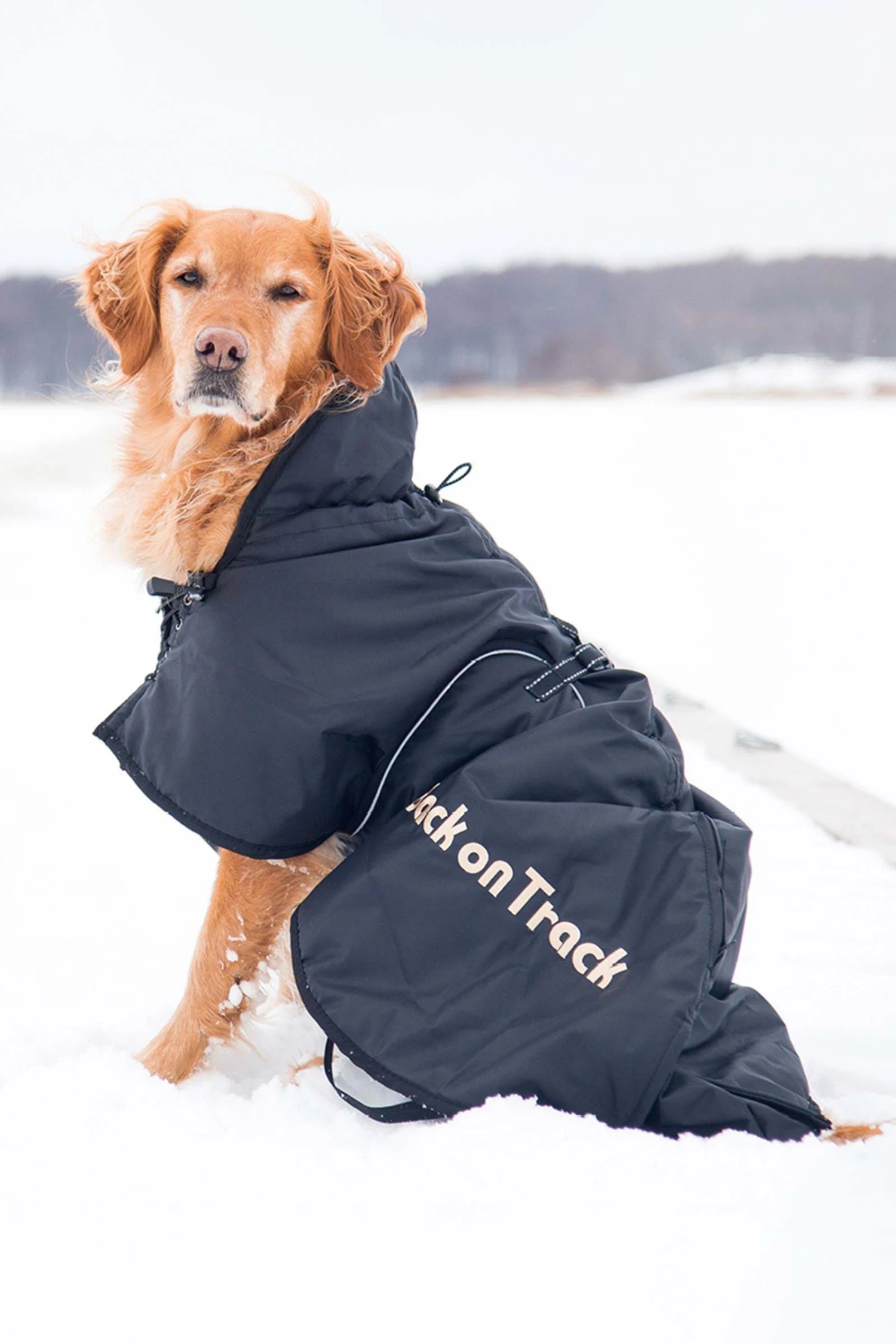 Back On Track Hundemantel (size 21-40) 5 Back On Track Hundemantel (size 21-40) – Bild 5